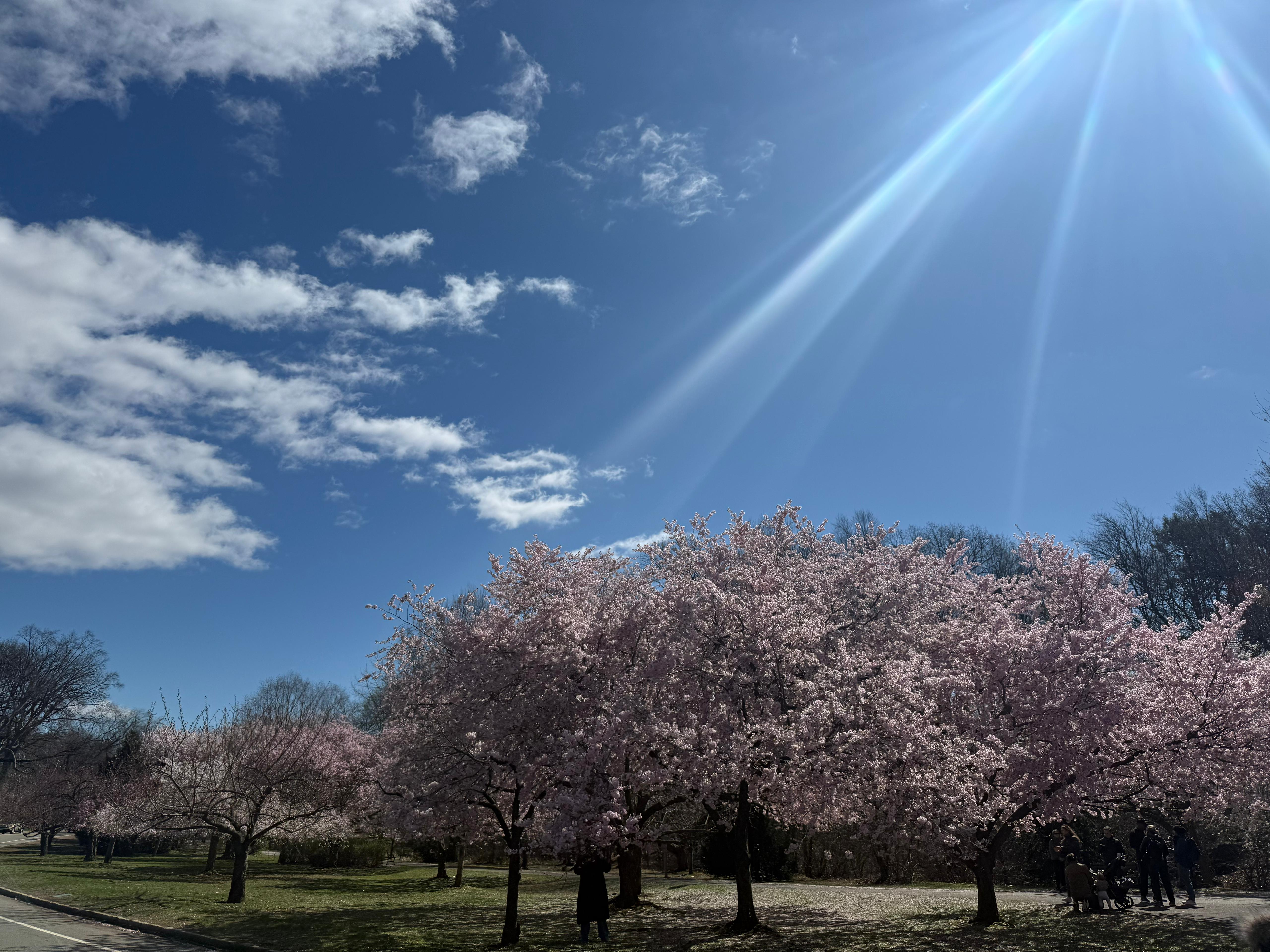Cherry Blossom 4