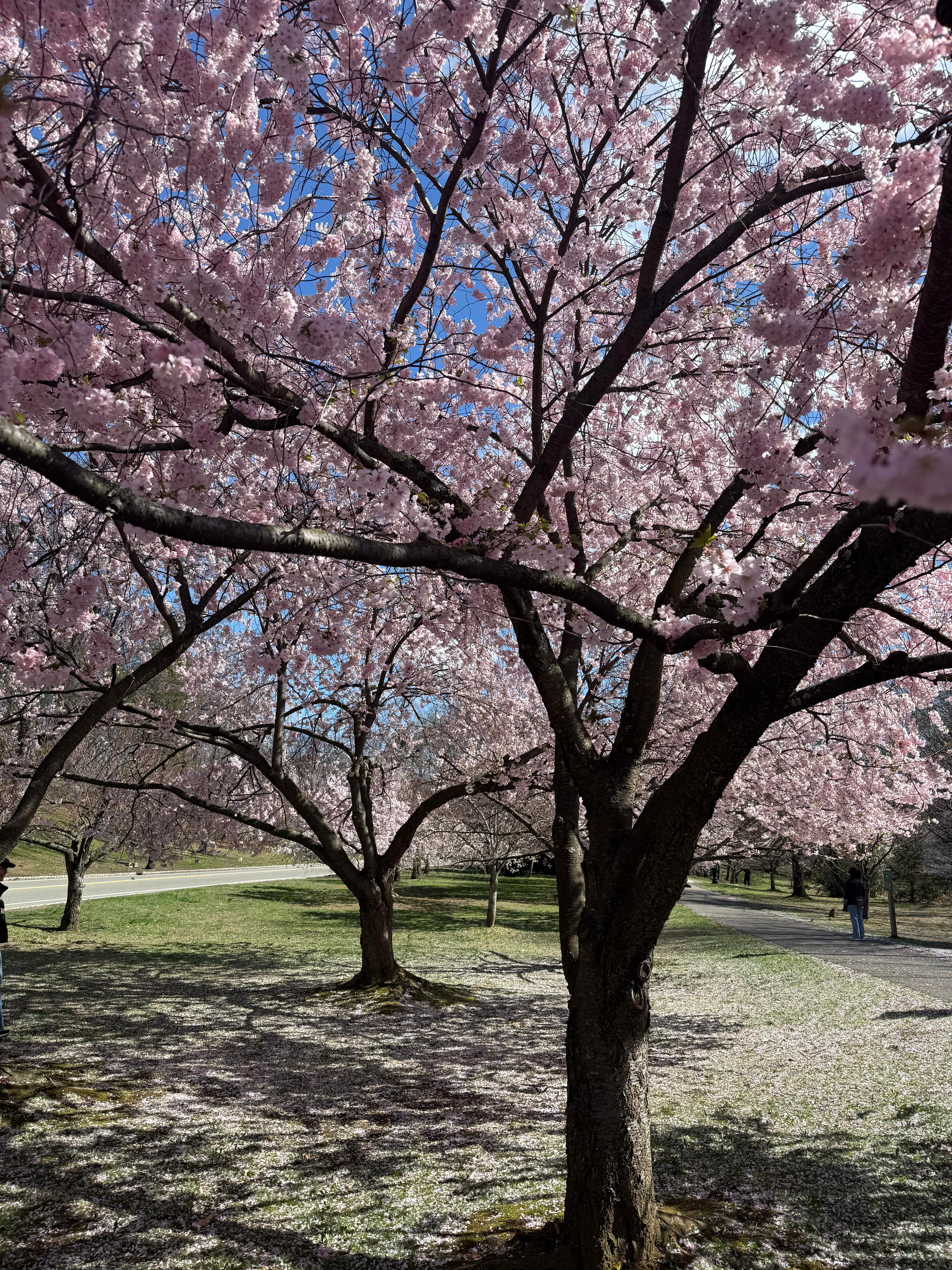 Cherry Blossom 5