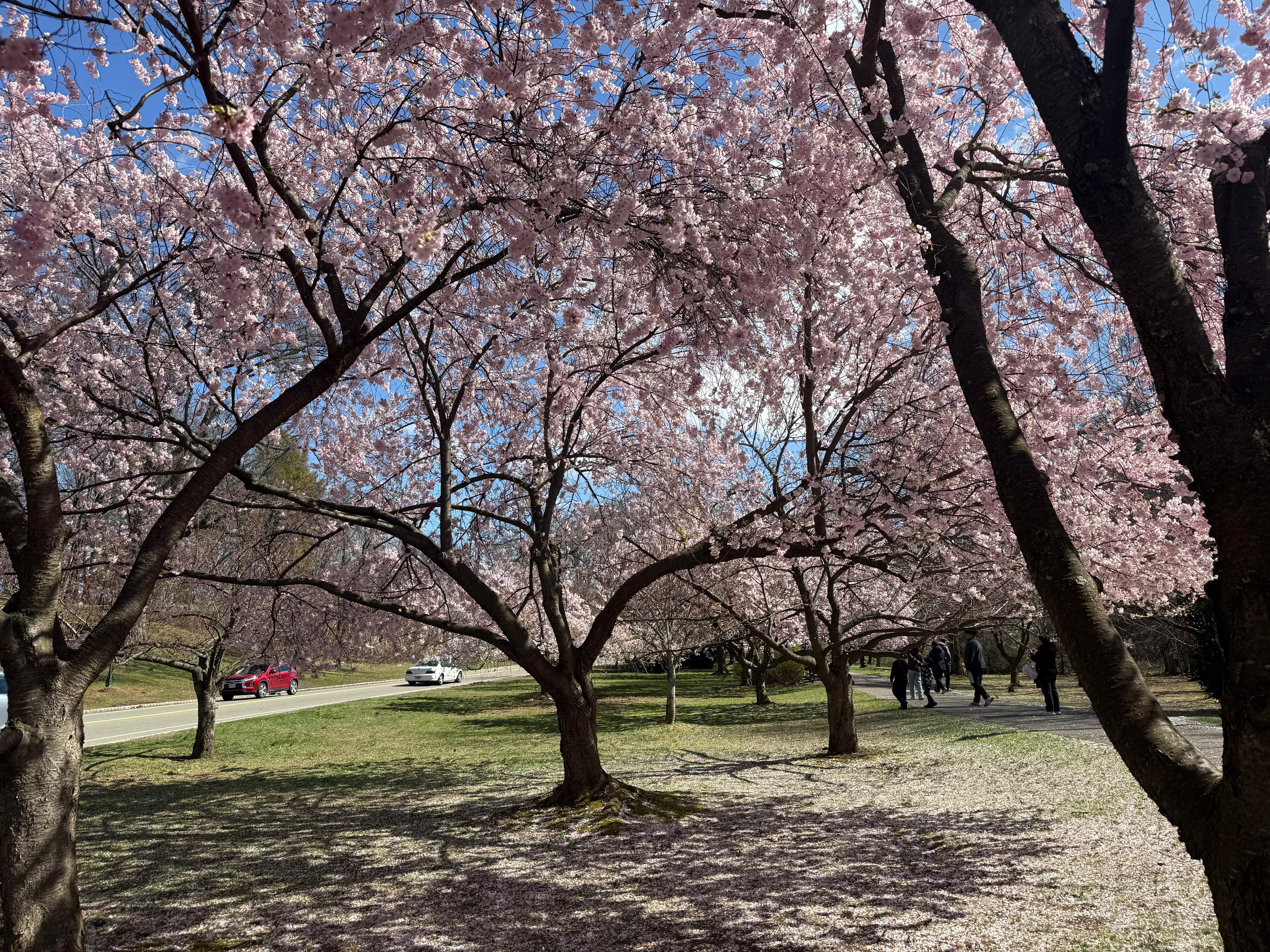 Cherry Blossom 6