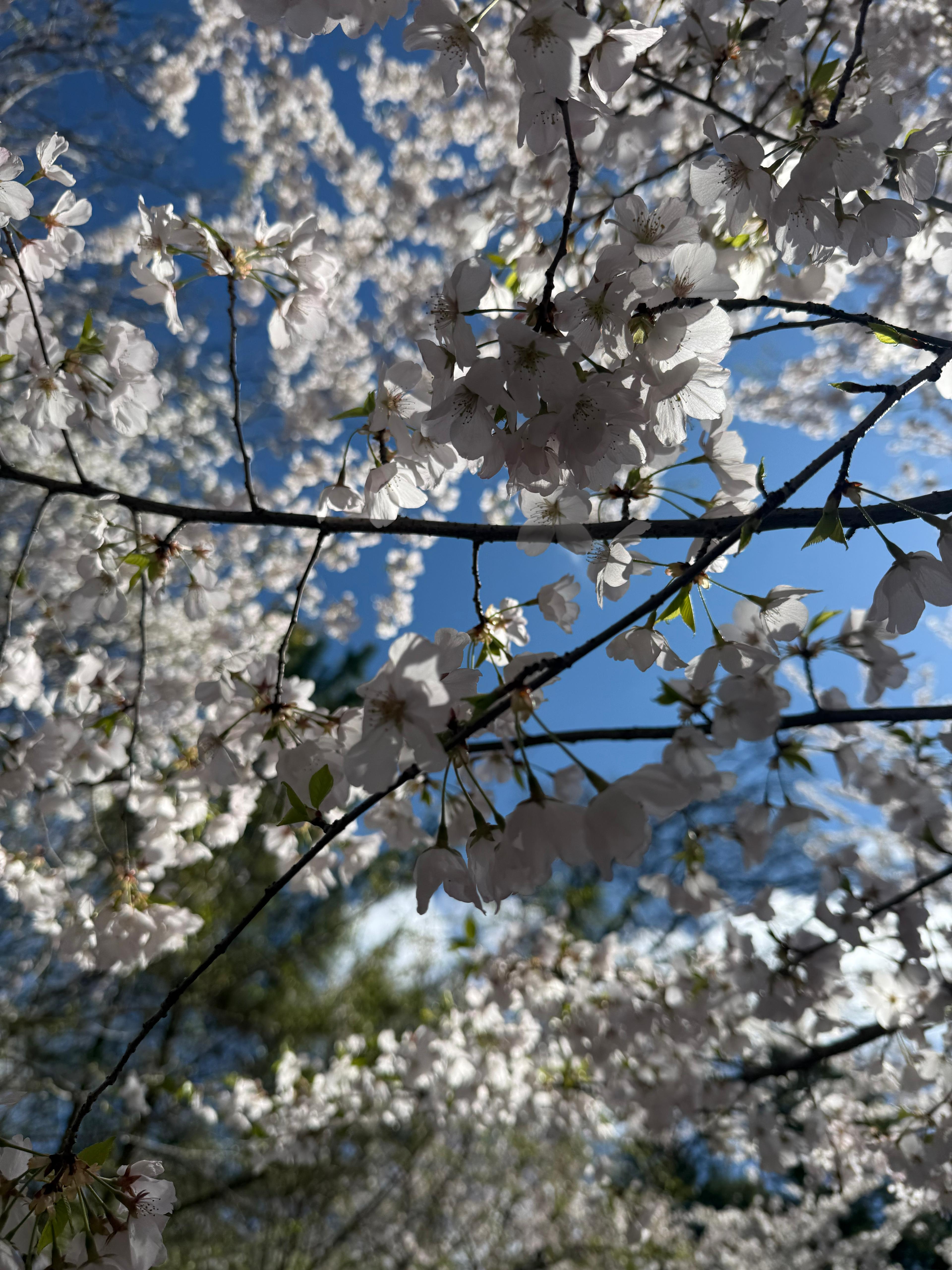 Cherry Blossom 7